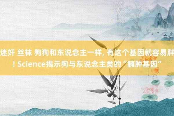 迷奸 丝袜 狗狗和东说念主一样, 有这个基因就容易胖! Science揭示狗与东说念主类的“臃肿基因”