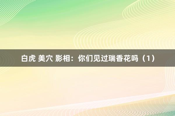 白虎 美穴 影相：你们见过瑞香花吗（1）